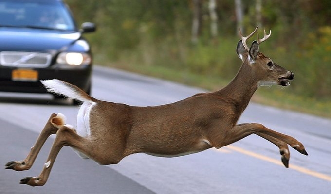 Auto odgovornost PLUS